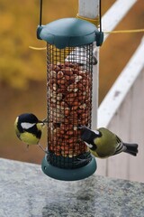 Colorful great tits feeding on nuts from a bird feeder attached to a balcony railing. © Gosia