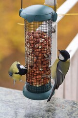 Colorful great tits feeding on nuts from a bird feeder attached to a balcony railing. © Gosia