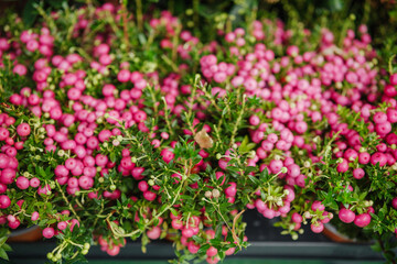 Naklejka premium Gaultheria mucronata with bright pink berries and green leaves detail