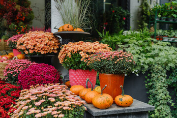 Autumn mums and pumpkins displayed outdoors in colorful pots with lush green foliage