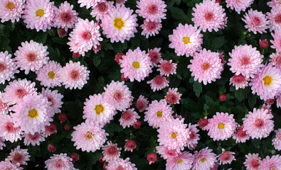 Clusters of pink Chrysanthemums (Chrysanthemum indicum) are in full bloom, displaying layers of delicate petals. Each flower features a vibrant yellow center, set against dark green foliage.