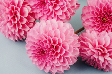 Cluster of pink dahlias with green leaves on blue background for botanical bouquet and floral display © reddish