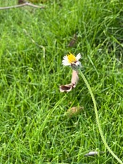 A close-up of a grass flower against the green grass in the background.