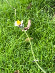 A close-up of a grass flower against the green grass in the background.