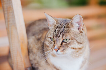 Tabby cat with green eyes sits on a wooden chair outdoors looking to the side