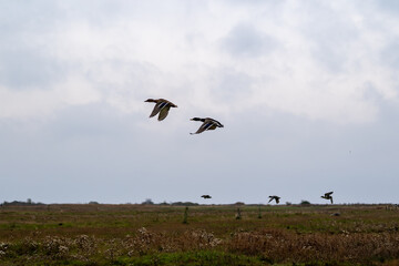 Flock of ducks flying over open wetland under cloudy sky