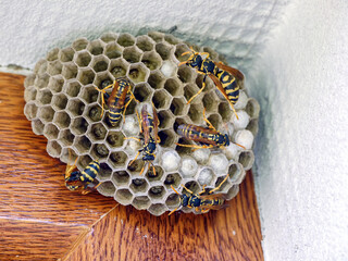 Swarm of wasps being busy with building their nidus