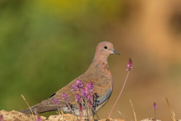 Laughing Dove standing on stone