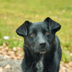 Beautiful black dog with brown eyes in nature setting on a clear day.