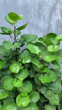 The Shield Aralia or Plum Aralia (Polyscias scutellaria) medicine plant.