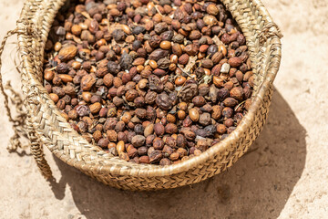 Basket filled with harvested argan nuts drying in the sun in Morocco, traditional production of argan oil