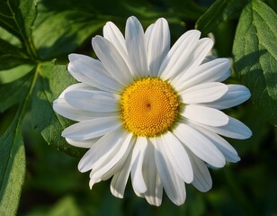 Obraz premium a close up view of a white daisy flower surrounded by green leaves showcasing its delicate petals and vibrant yellow center