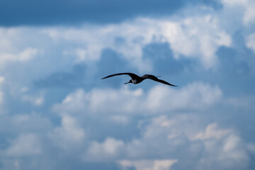 Magnificent frigatebird gliding in the sky against backdrop of soft clouds