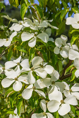 Scenic view of beautiful Japanese dogwood (Cornus kousa) tree in botanical garden of Upper Brittany in Le Chatellier in France