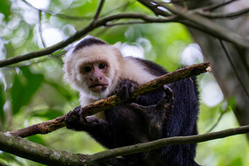 White-faced capuchin monkey perched on tree branch in tropical rainforest