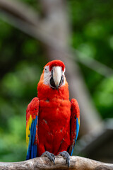 Scarlet macaw perched on branch in tropical forest, vibrant red parrot close-up