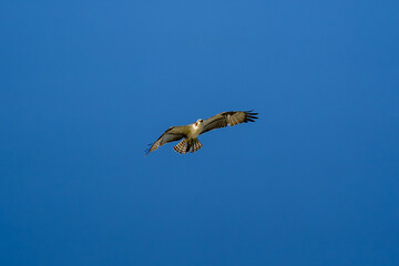 Osprey soaring in clear blue sky with wings spread wide