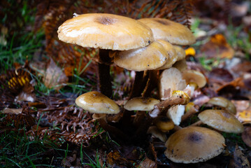  Group of Mushrooms Growing in Forest Floor