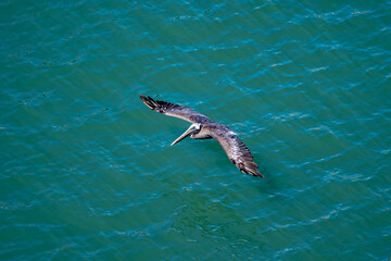 Brown pelican soaring over turquoise ocean water, aerial view