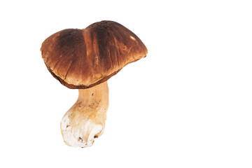 Isolated porcini mushroom on white background, forest edible fungi and natural organic food concept