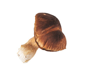 Isolated porcini mushroom on white background, forest edible fungi and natural organic food concept