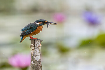 Common kingfisher (Alcedo atthis) eating small fish and during on branch tree for diving in to water eating fish at the river.Close up kingfisher catching a fish on lotus lake background.