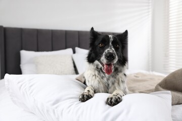Cute Border Collie dog on bed indoors
