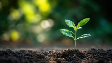 Fototapeta premium A small green plant grows in the soil, symbolizing new life and growth