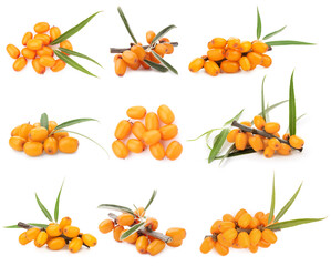 Sea buckthorn berries and green leaves isolated on white, set