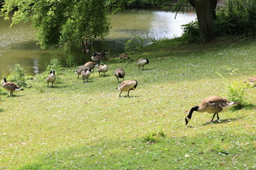 Blick in den Stadtpark der Stadt Bochum im Ruhrgebiet	