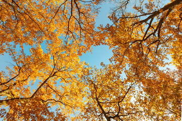 Autumn scenery. Bottom view of the tops of trees with colorful yellow leaves against blue sky background. Fall forest view from below