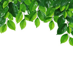 Fresh green leaves create a natural frame against a white background for a refreshing and vibrant look isolated on transparent background