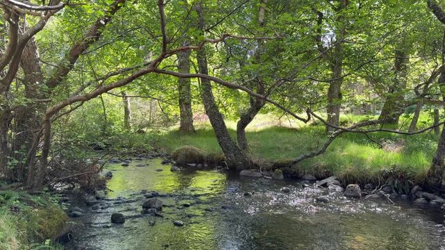 Sunlight sparkling on shallow stream water flowing through green grassy woodland. Strathspey, Scotland.