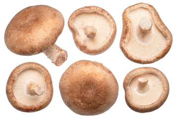Collection of raw shiitake mushrooms on white background. File contains clipping paths.