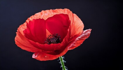 vibrant red poppy flower close up with dark background