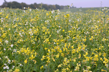 Mustard (Sinapis) grows in a farm field