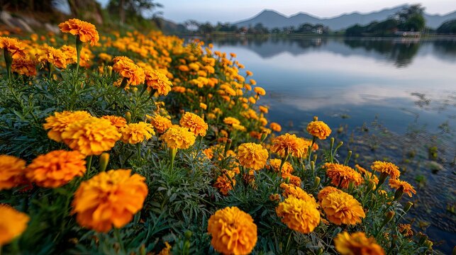 Vibrant orange marigolds bloom abundantly along a serene lake reflecting distant mountains under a soft sky