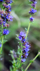 Obraz premium Hyssopus officinalis grows in nature