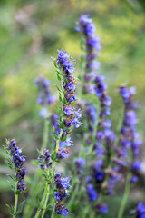 Hyssopus officinalis grows in nature