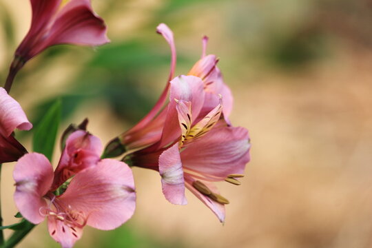 pink magnolia blossom