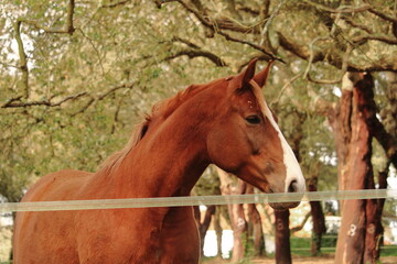 Fototapeta premium brown horse in a field