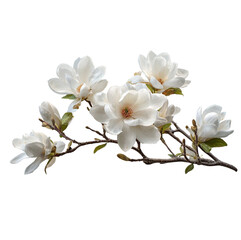 Obraz premium Delicate white magnolia blossoms on a showcasing spring's gentle beauty and floral elegance