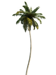 A tall palm tree on a white background