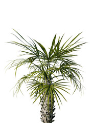 A tall palm tree with green leaves on a white background