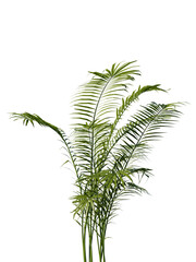 A tall palm tree in a vase on a white background