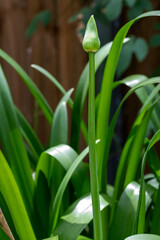 Fototapeta premium Agapanthus Bud