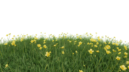 vibrant field of buttercup flowers and green grass . Isolated on transparent background, png