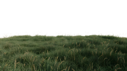 grass field. Isolated on transparent background, png