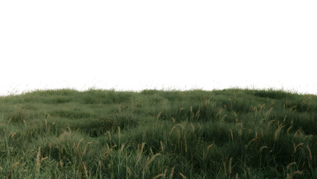 grass field. Isolated on transparent background, png