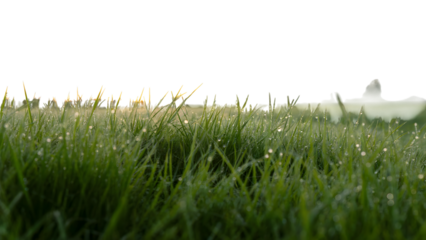 Fresh dew drops on lush green grass at dawn. Isolated on transparent background, png
